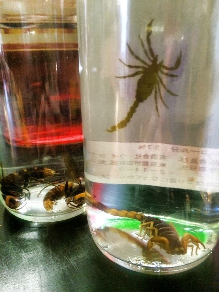 サソリやオオスズメバチ ハブ酒など ダーツのバツゲーム にどーぞ 食堂bar wakataki 若滝 しょくどうばー サソリやオオスズメバチ ハブ酒など ダーツのバツゲーム にどーぞ 食堂bar wakataki 若滝 しょくどうばー