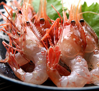 函館直送 活ボタン海老 踊り食い 期間限定 さかな市場 漁漁 サカナイチバ リョウ のメニュー 海鮮料理