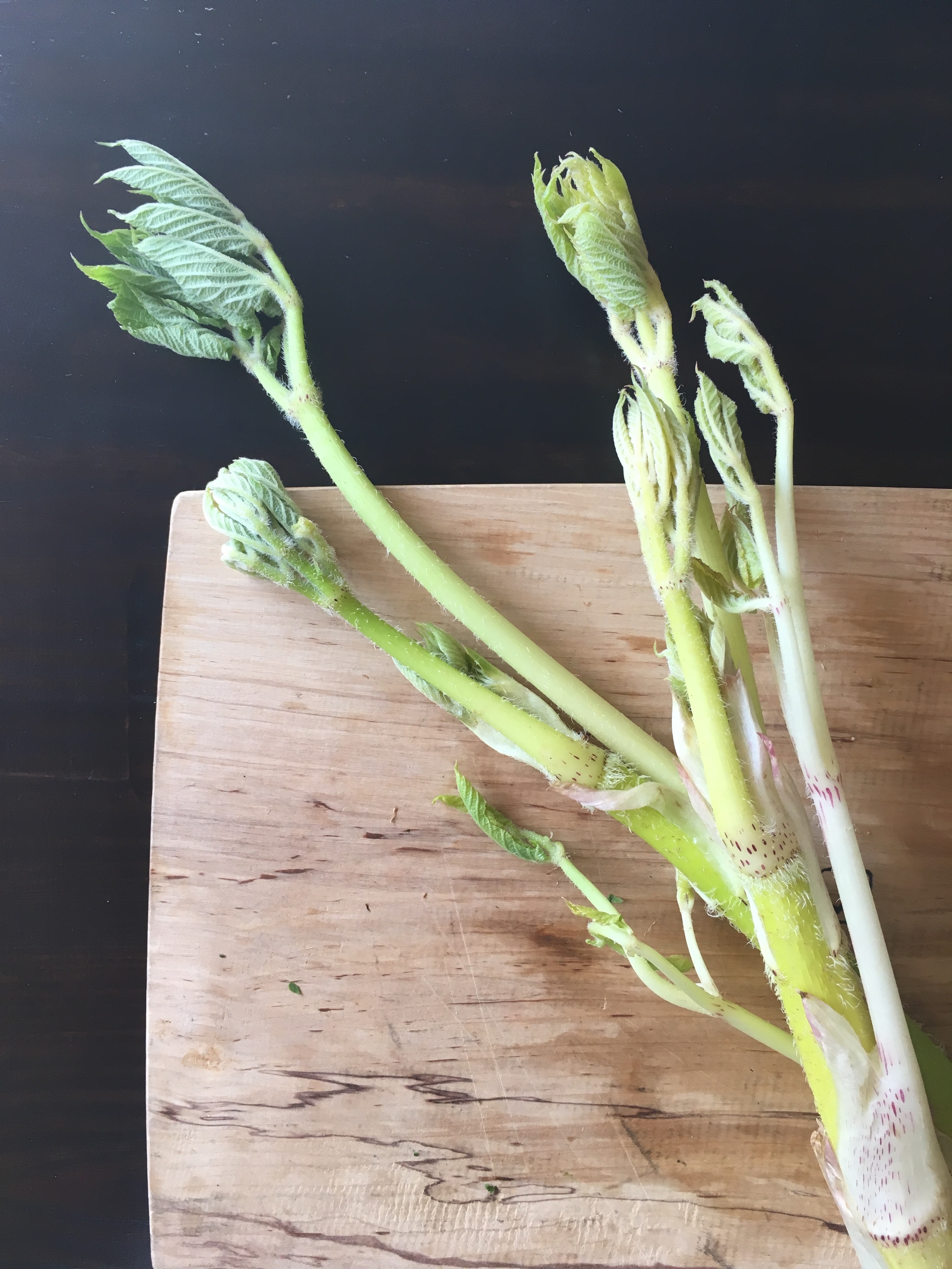 うど 独活 うどの大木ってなんて失礼なこという と思って調べてみたら 独活とは 葉が四方に伸びて風もないのに動くところから 独りで動く が変