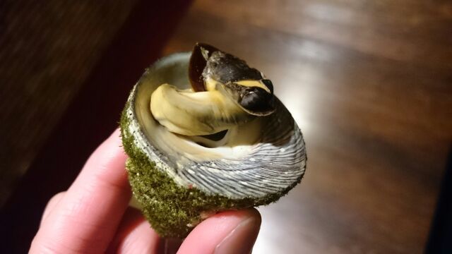 この貝知ってますか モツビストロ麦房家