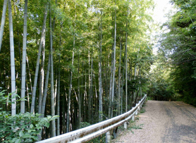 店の裏山は、自然がいっぱいの遊歩道があります。