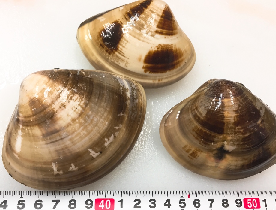 三重県平尾の大蛤 四季彩 満帆 しきさい まんぱん の写真 日本料理