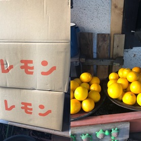 熊本中田果樹園のみかんを掛け合わせて作った甘みのあるグラントレモン‼️