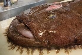 あんこう